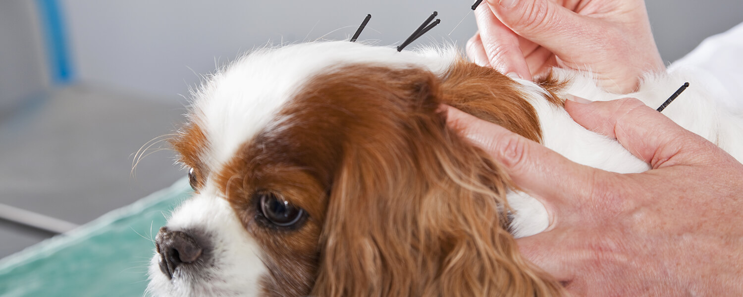 Acupuncture - Southtowns Animal Hospital