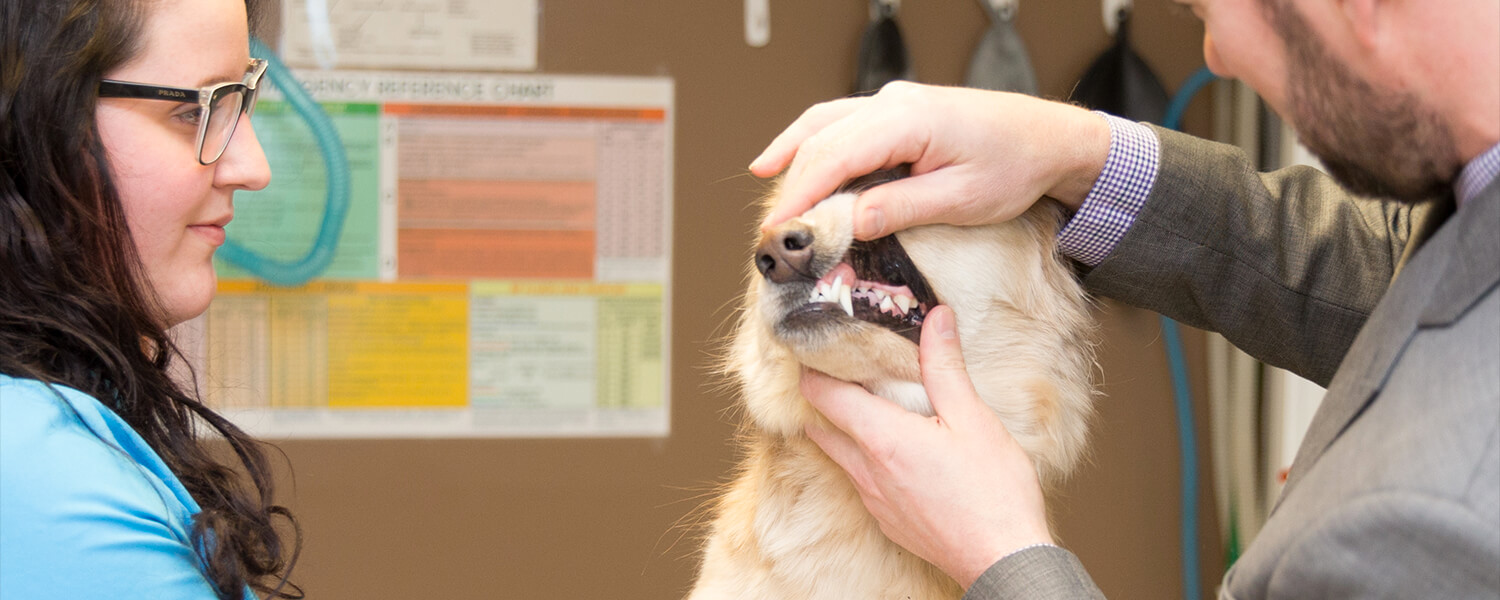 Dental Care Southtowns Animal Hospital
