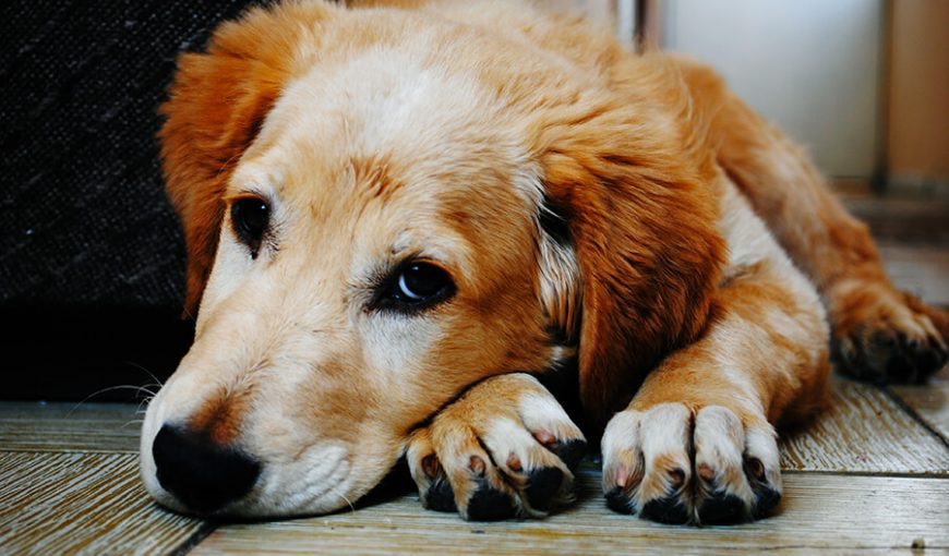 can dogs survive hepatitis