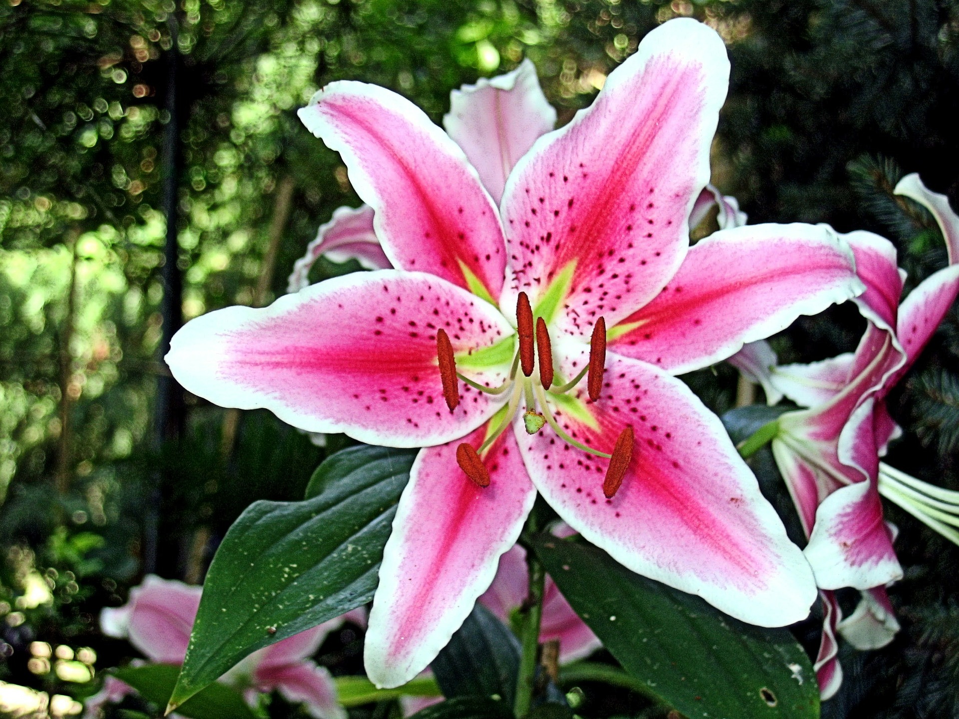 What Part Of Peace Lily Is Toxic To Dogs