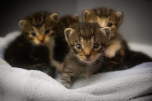 Caring for Orphaned Kittens Southtowns Animal Hospital