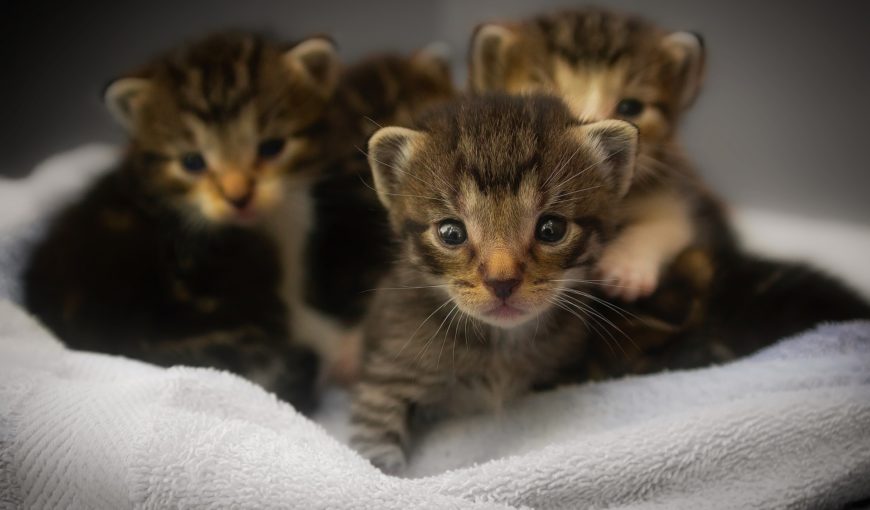orphaned kittens