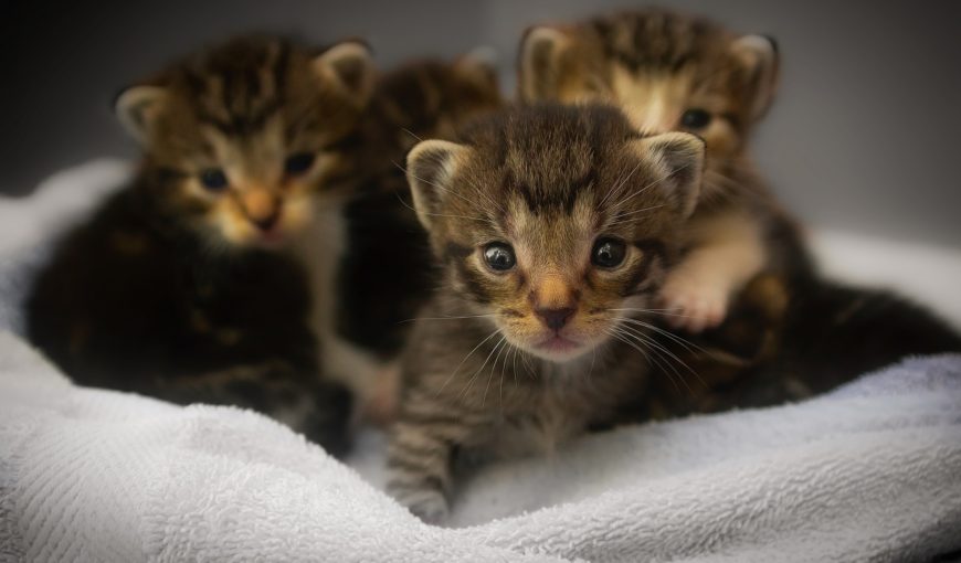 Feeding shop orphan kittens