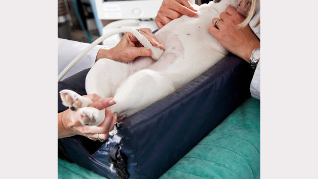 Veterinarians using ultrasound to examine dog.