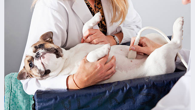 Veterinarians using ultrasound to examine dog.